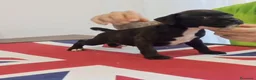 Staffordshire Bull Terrier perros en venta: Cachorros de Staffordshire bull terrier  - Anuncio 8
