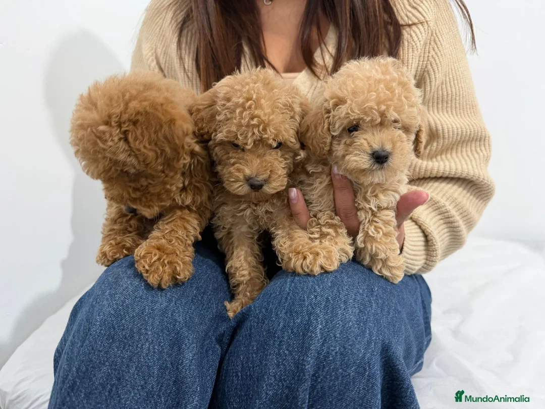 Caniche Toy perros en venta: Caniche toy - Anuncio 1