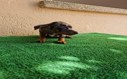 Pinscher Miniatura perros en venta: Mini pinscher  - Imagen 2