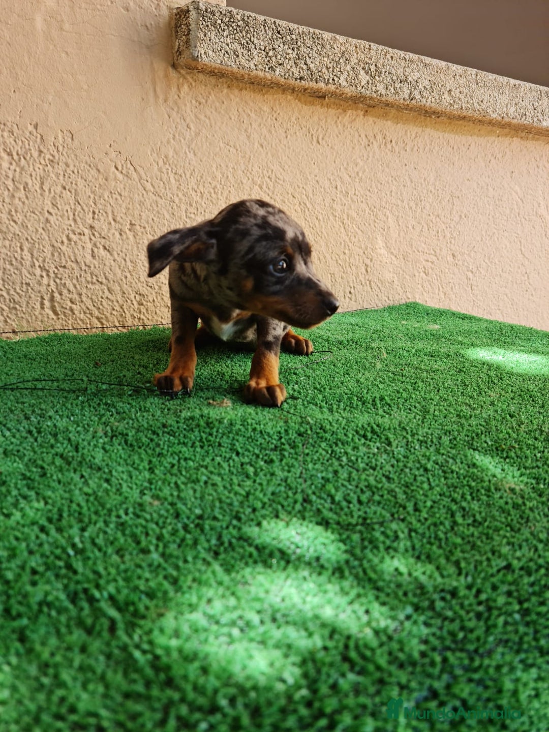Pinscher Miniatura perros en venta: Mini pinscher  - Imagen 2