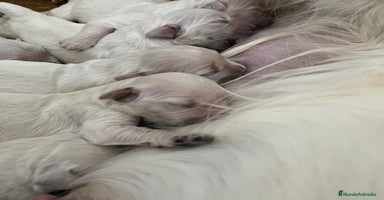 Golden Retriever perros - Propaganda 10