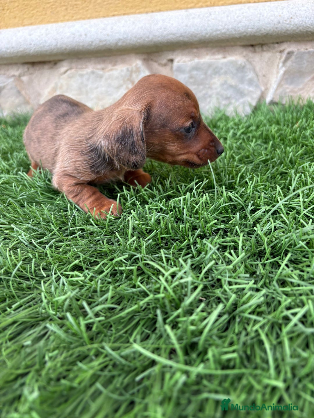 Teckel Miniatura perros en venta: Teckel Kaninchen macho merle diluido  - Anuncio 4