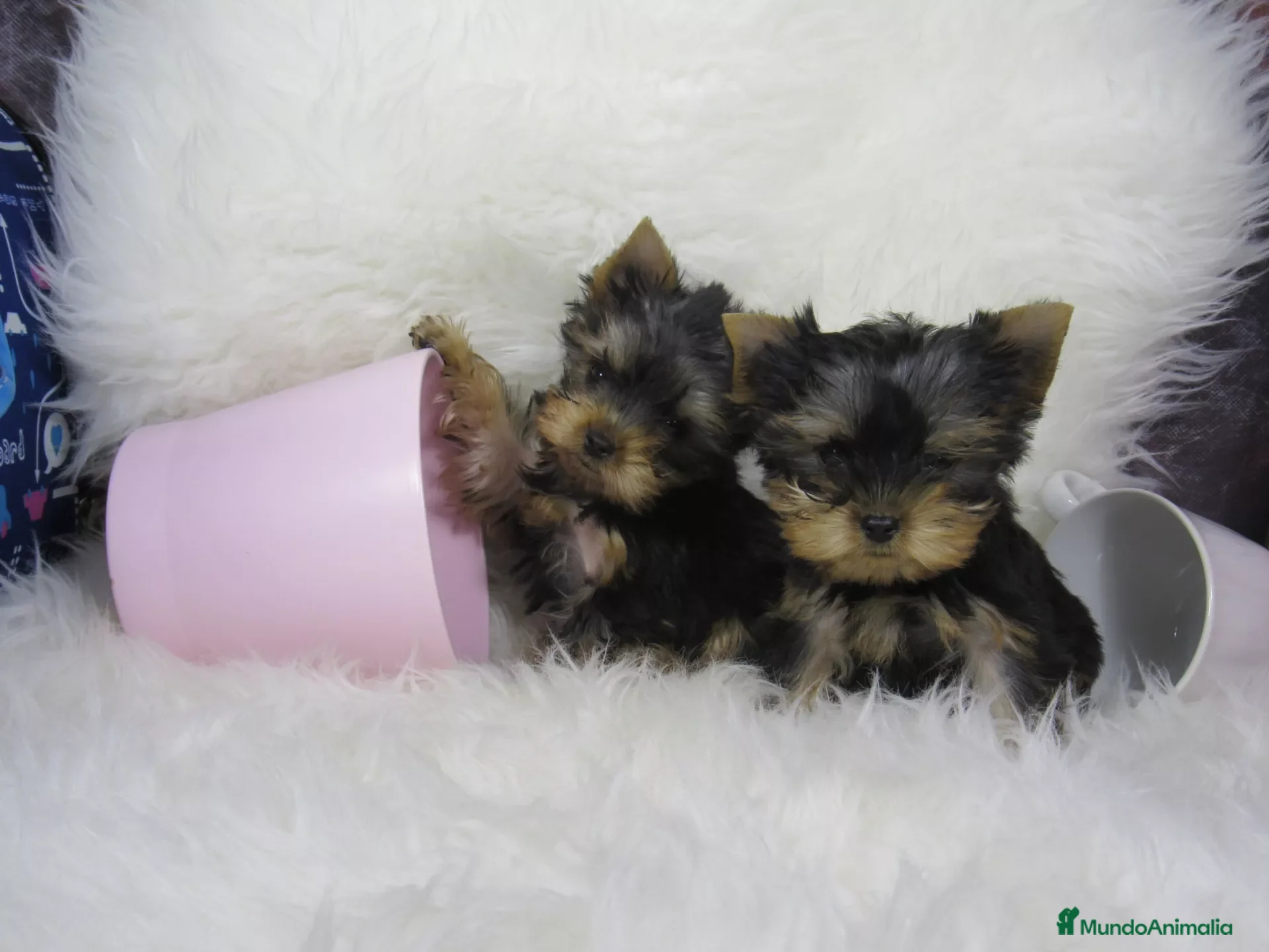 Yorkshire Terrier perros yorkshire miniatura  - Anuncio 11