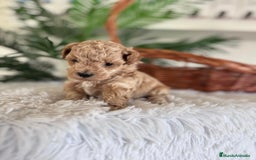 Caniche Toy perros en venta: CANICHE TOY - Anuncio 6