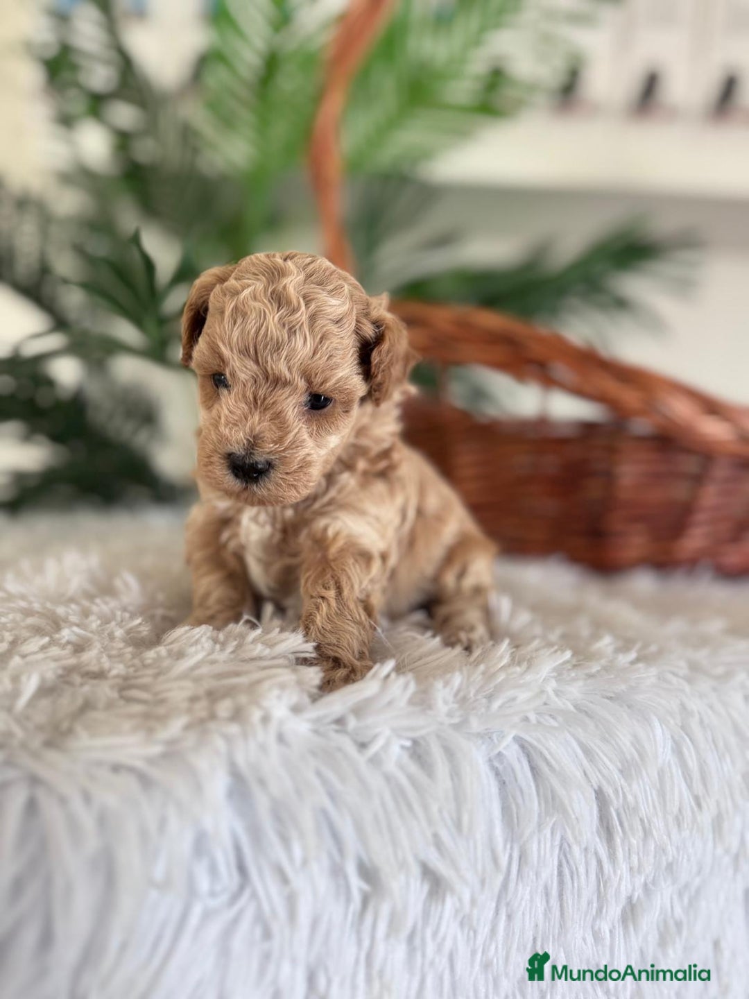 Caniche Toy perros en venta: CANICHE TOY - Anuncio 6