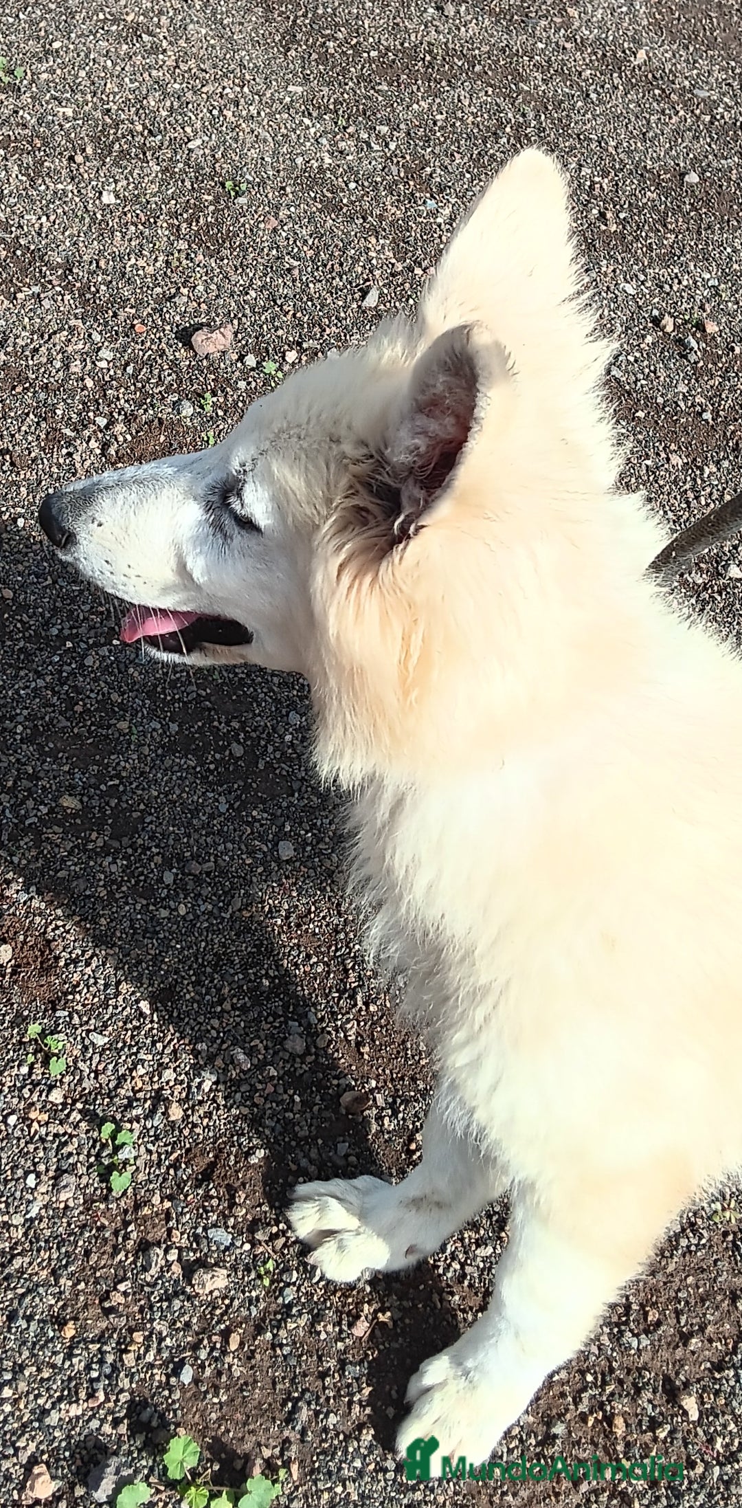 Pastor Blanco Suizo perros en venta: Pastor Blanco Suizo  - Anuncio 4