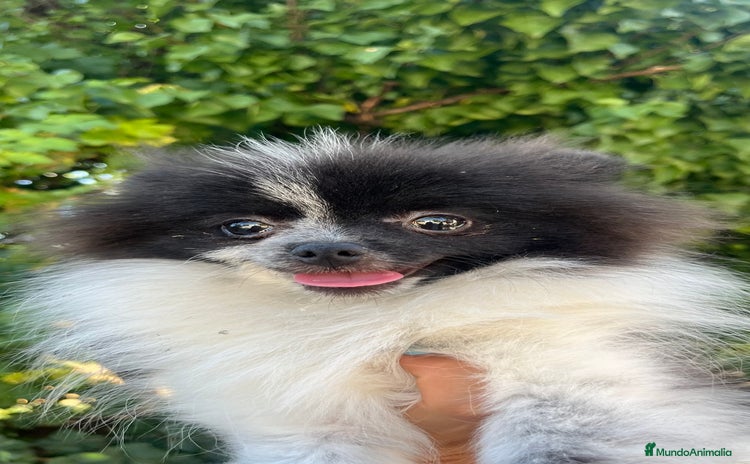 Pomerania perros - Anuncio 7
