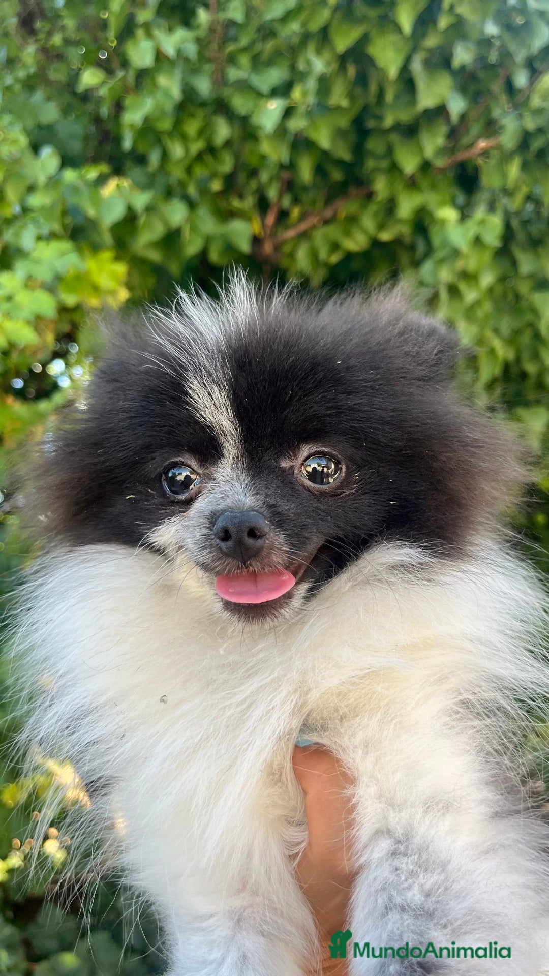 Pomerania perros en venta: Pomerania toy  - Imagen 1