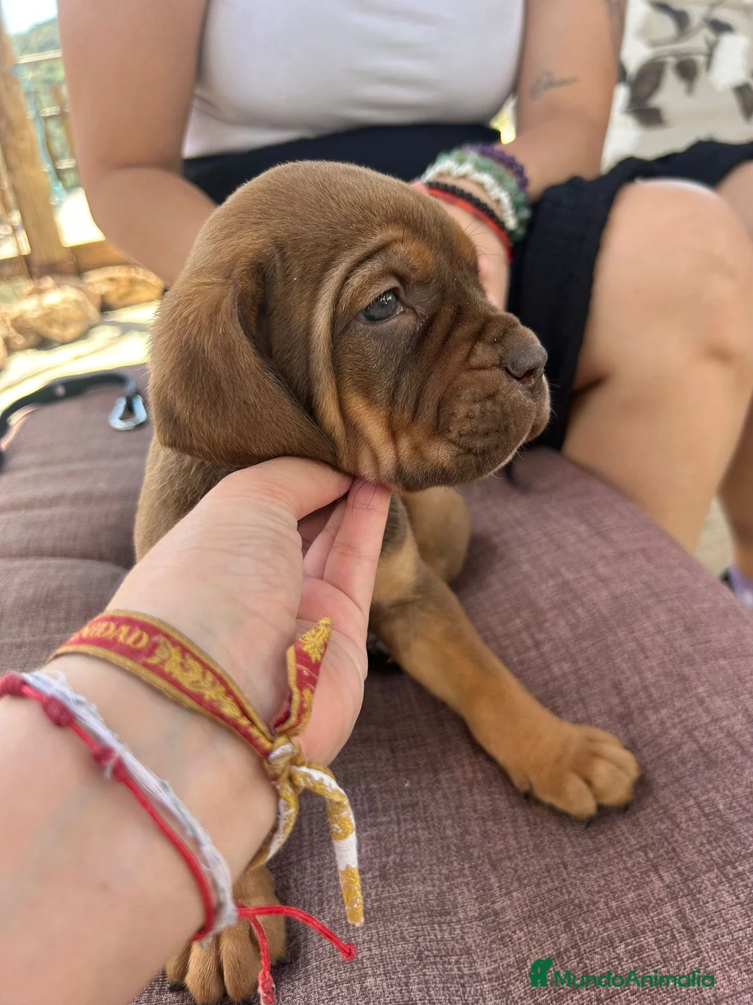 Cane Corso perros en venta: Cane corso - Anuncio 3