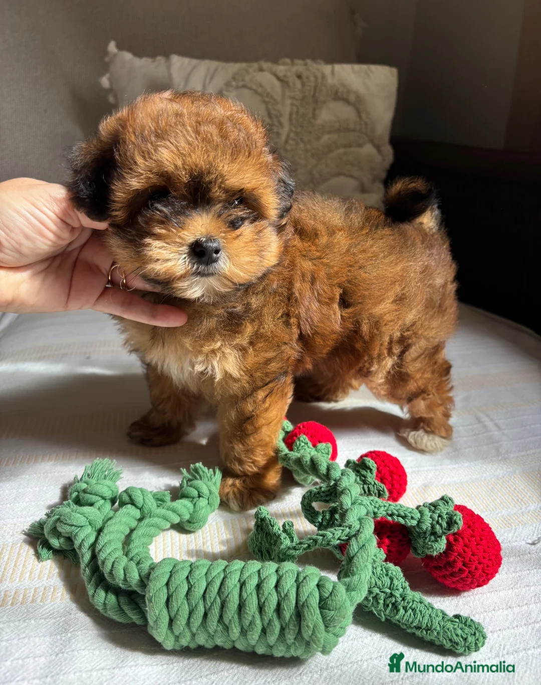 Maltipoo perros en venta: Maltipoo tricolor rojo fuego fotos reales !!! - Anuncio 2