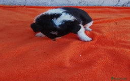 Border Collie perros en venta: Border collie  - Imagen 5