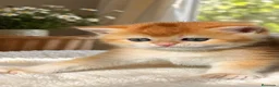 Británico de Pelo Corto gatos en venta: Gatitos británicos  - Anuncio 2