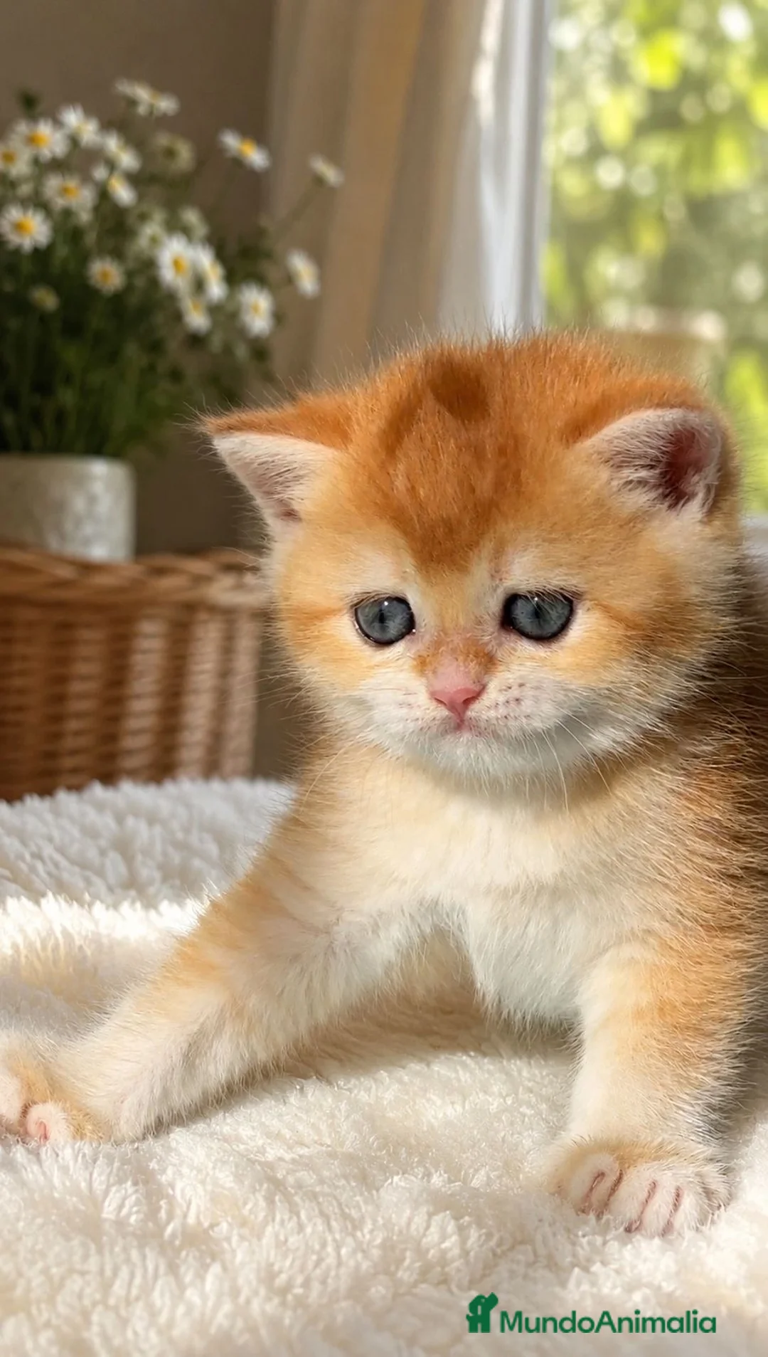 Británico de Pelo Corto gatos en venta: Gatitos británicos  - Anuncio 2