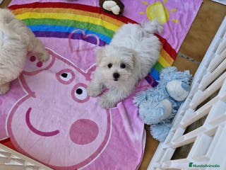 Bichón Maltés perros Bichón Maltés en Barcelona - Anuncio 15