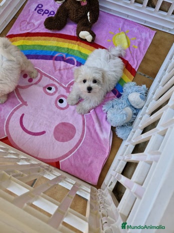 Bichón Maltés perros en Barcelona - Anuncio 6