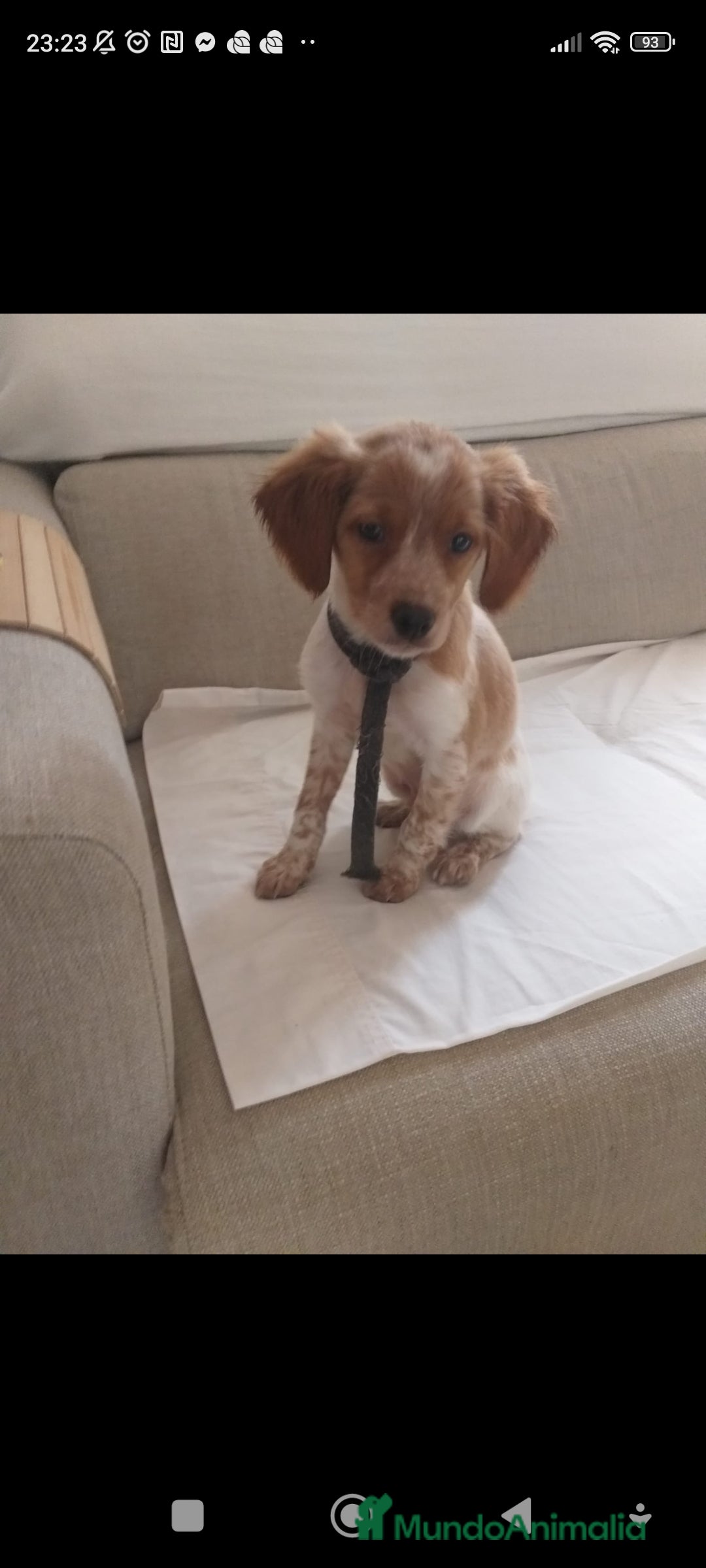 Épagneul Breton perros en venta: Cachorro Breton - Anuncio 4