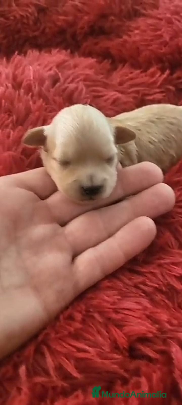 Maltipoo perros Maltipoo preciosos - Anuncio 2