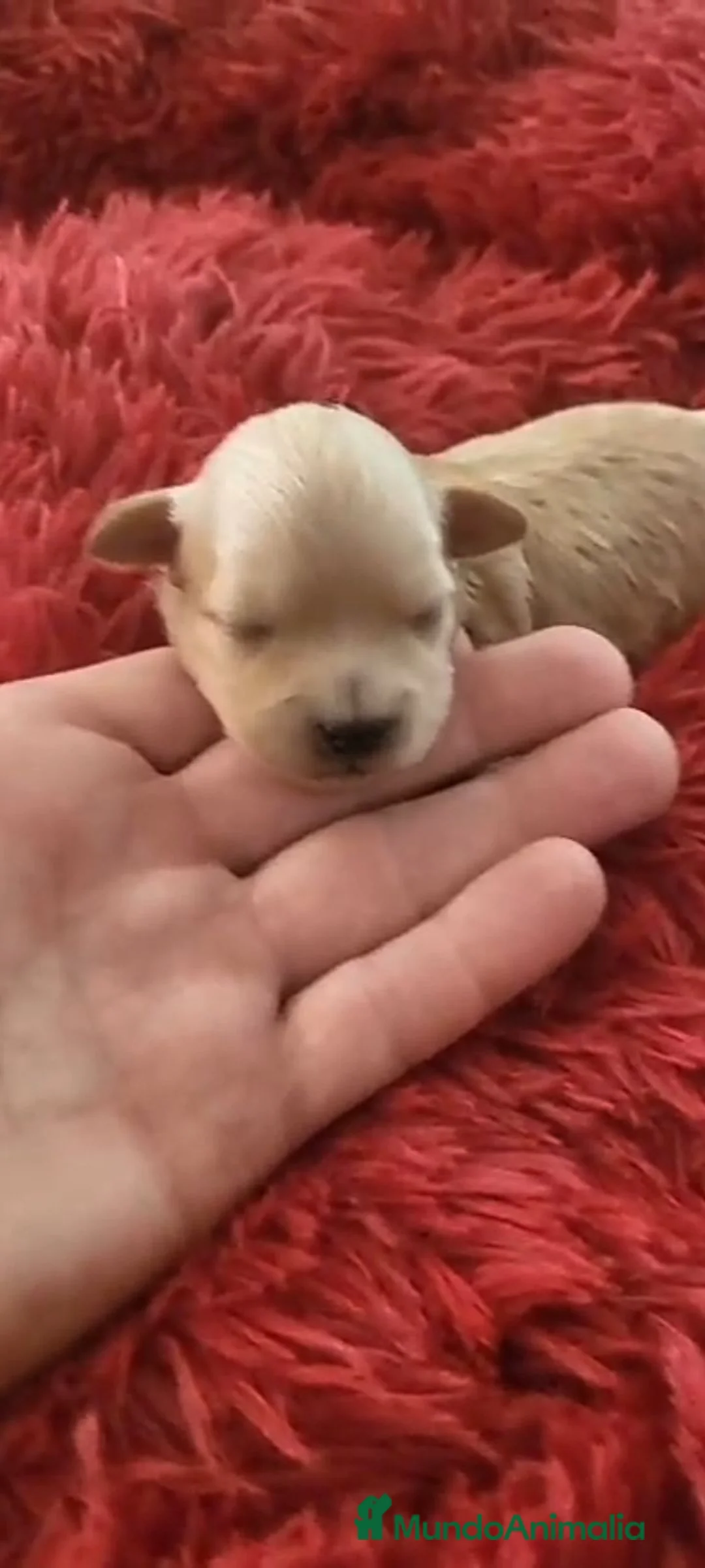 Maltipoo perros en venta: Maltipoo preciosos - Anuncio 1