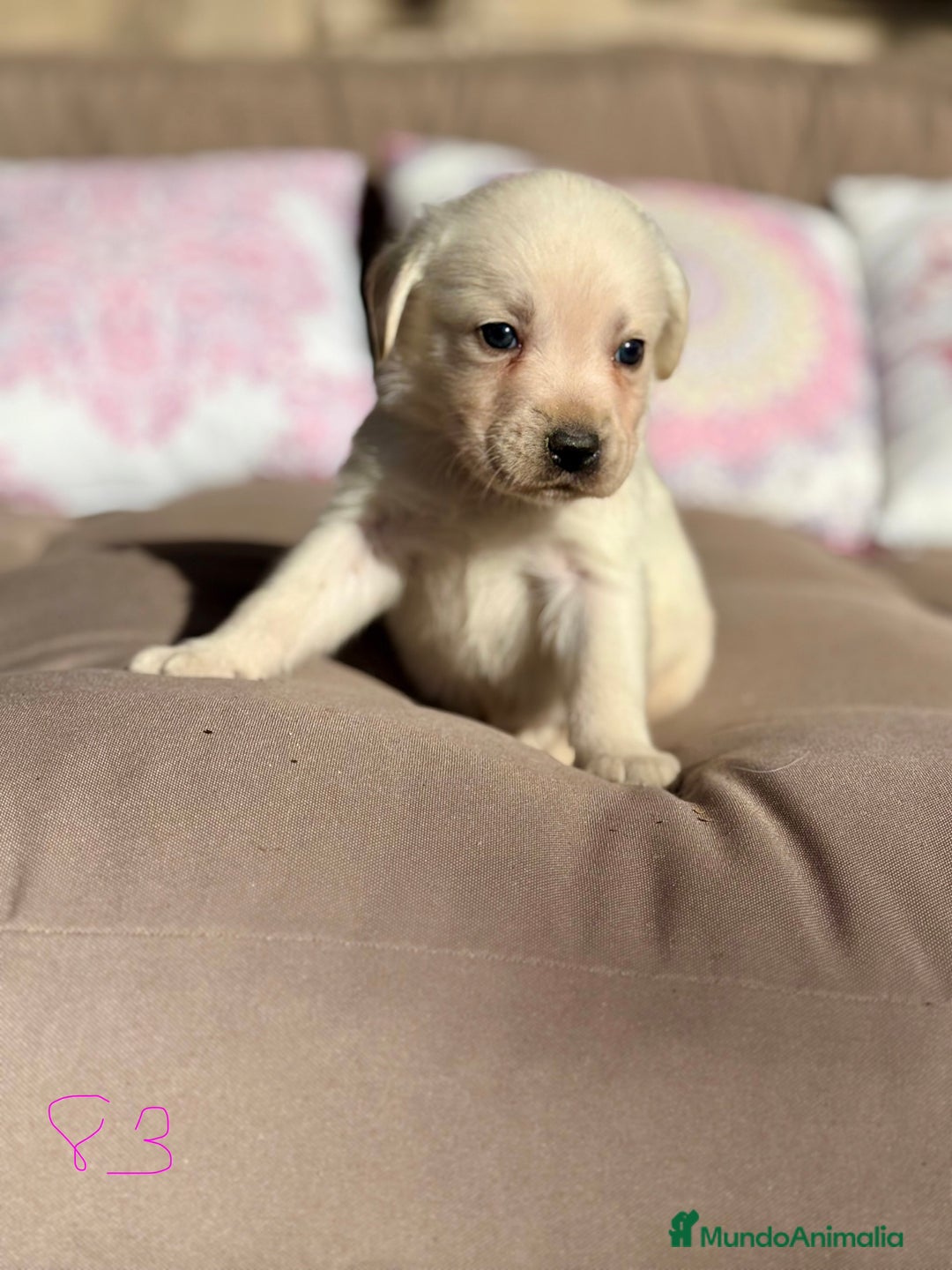 Labrador Retriever perros en venta: 🐾 LABRADOR RETRIEVER — Camada  - Anuncio 8