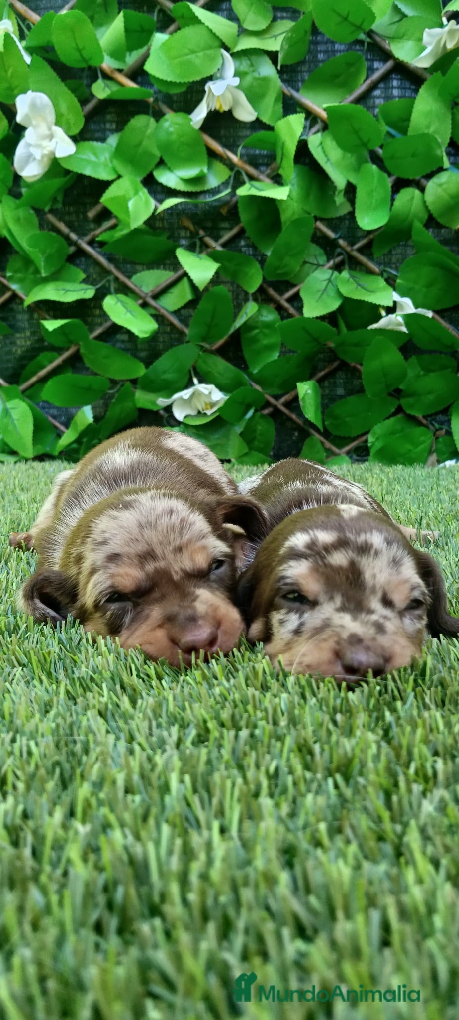 Teckel Miniatura perros Precioso cachorro Teckel mini arlequín chocolate - Anuncio 1