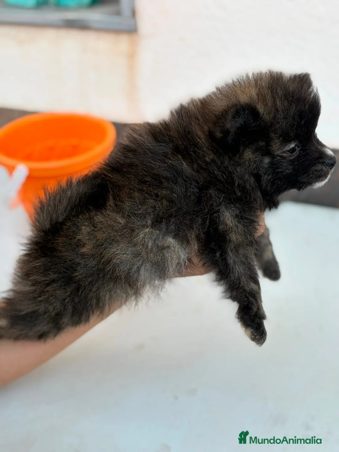 Pomerania perros en venta: Macho pomerania color exótico🐶⭐️ - Anuncio 4