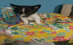 Chihuahua perros en venta: Última hembra de pomchi - Imagen 7