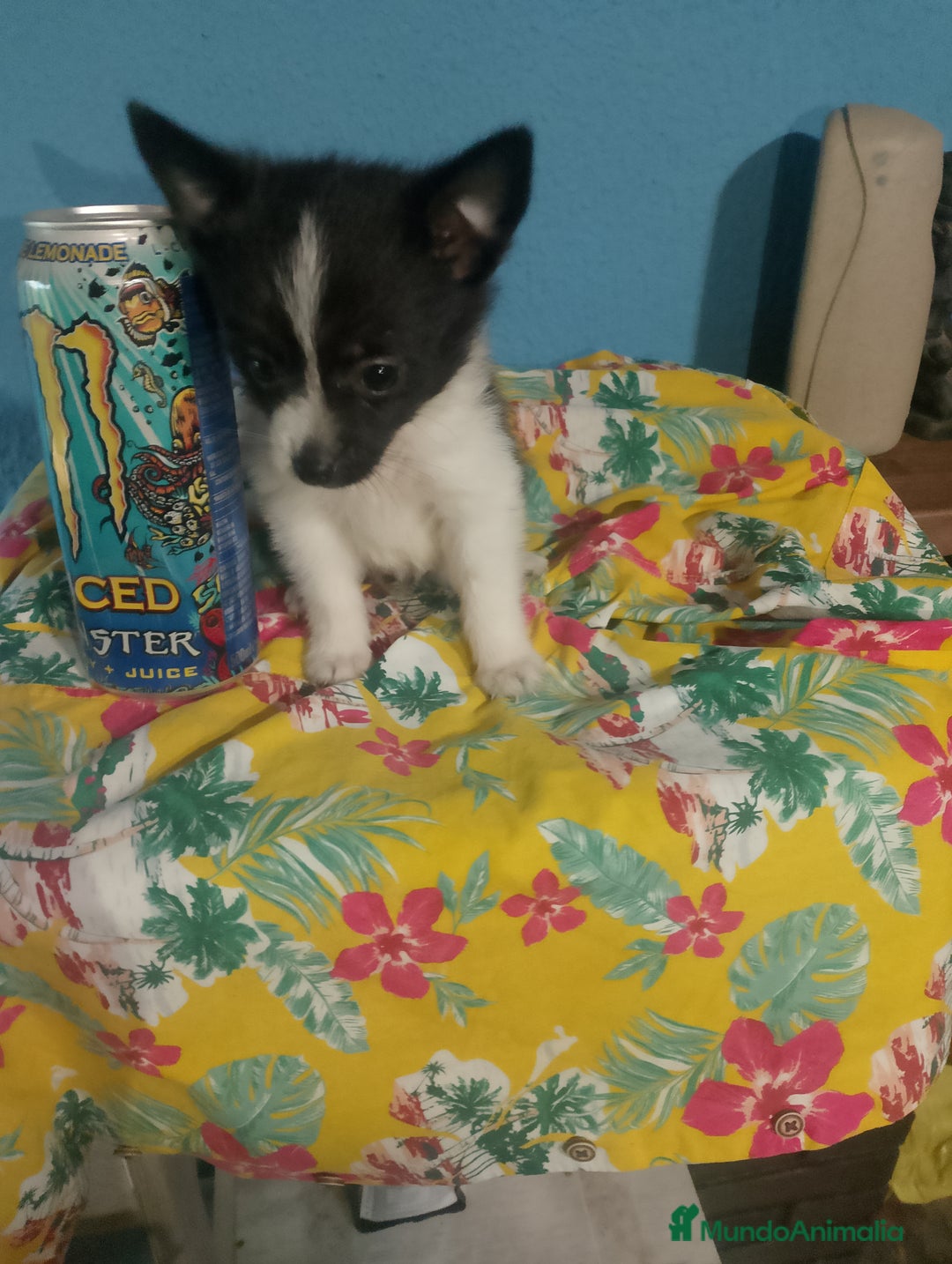 Chihuahua perros en venta: Última hembra de pomchi - Imagen 7