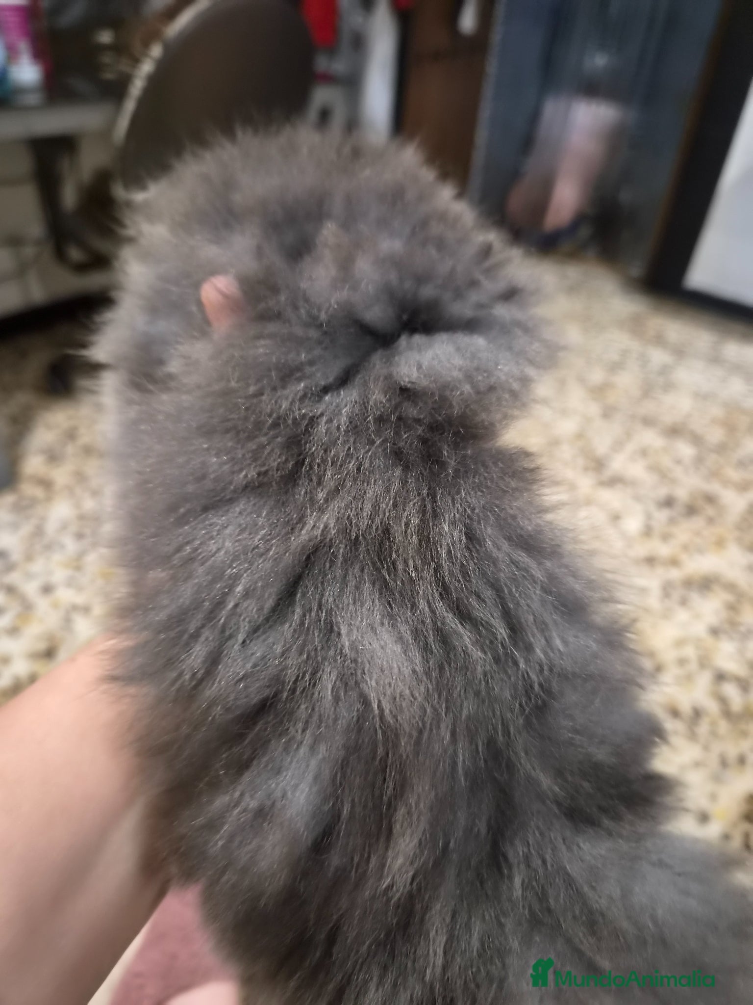 Persa gatos en venta: Gatos persas  - Anuncio 7