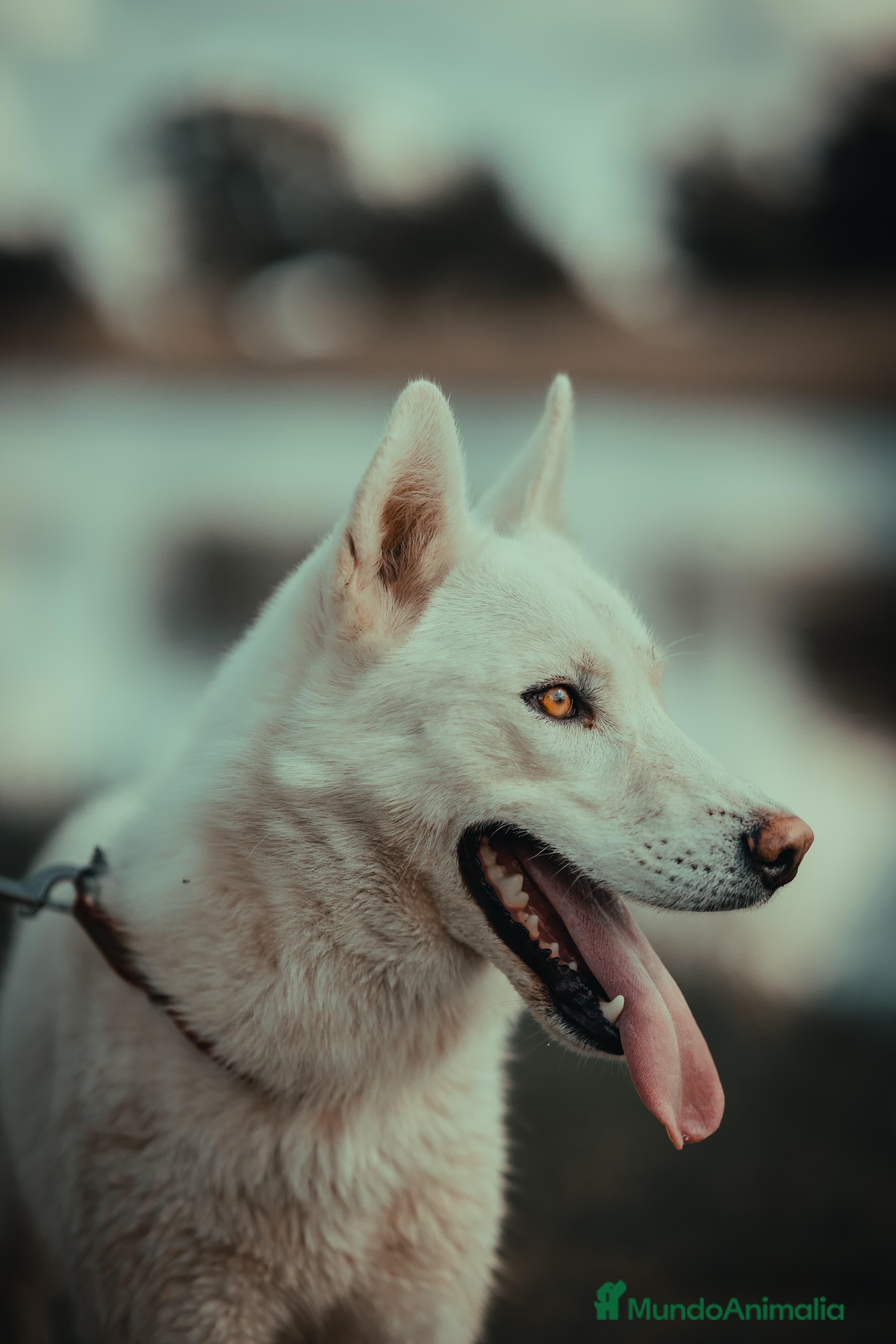 Husky Siberiano perros Husky Siberiano precioso - Anuncio 1