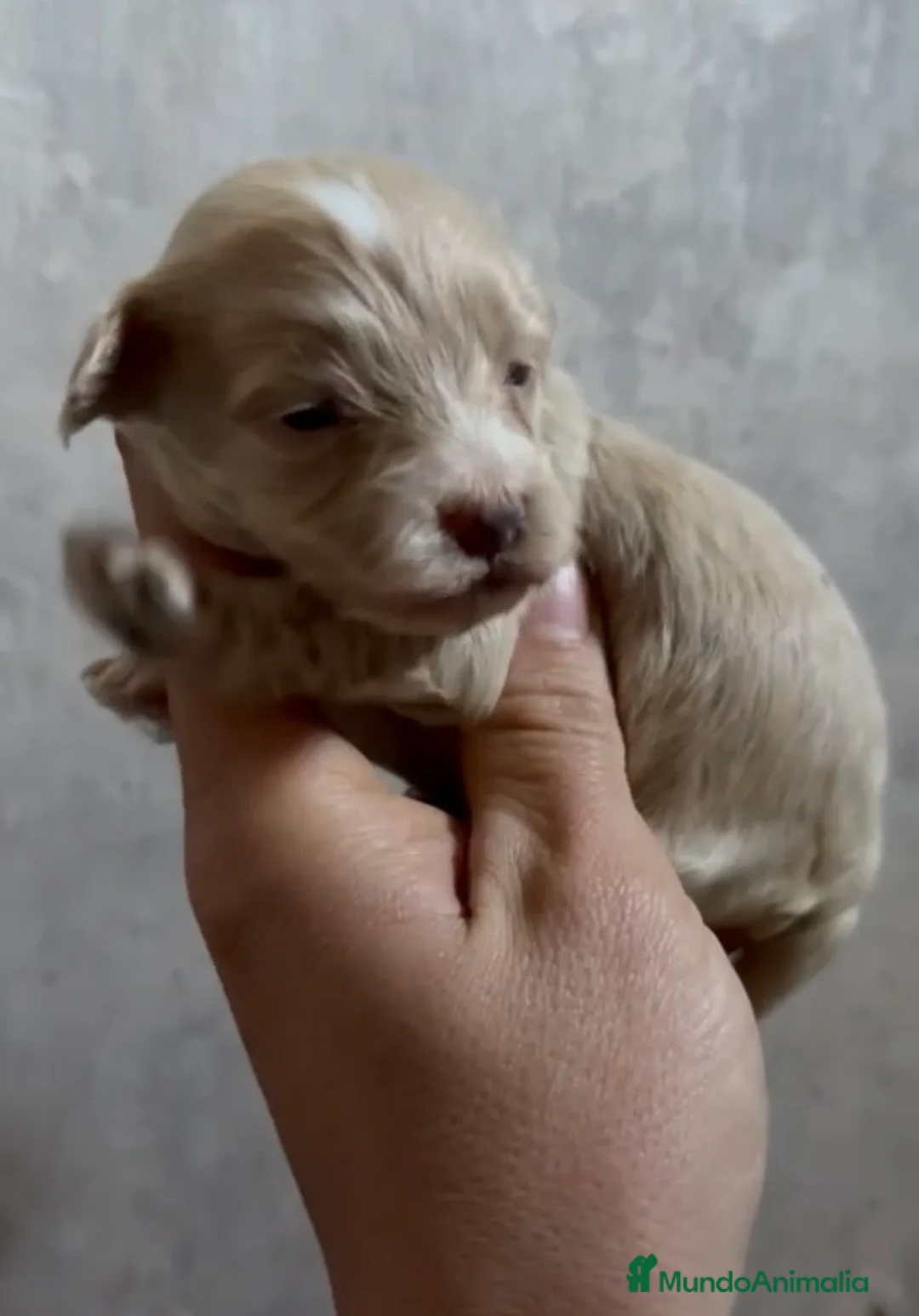 Maltipoo perros en venta: Disponibles preciosos maltipoo para reservar  en Málaga - Anuncio 1