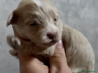 Maltipoo perros Disponibles preciosos maltipoo para reservar en Málaga - Anuncio 4