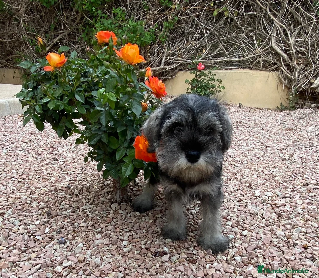 Schnauzer Miniatura perros en venta: Cachorro raza Schnauzer Mini en Granada - Anuncio 3