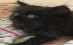 Persa gatos en venta: Persa en Valencia  - Imagen 5