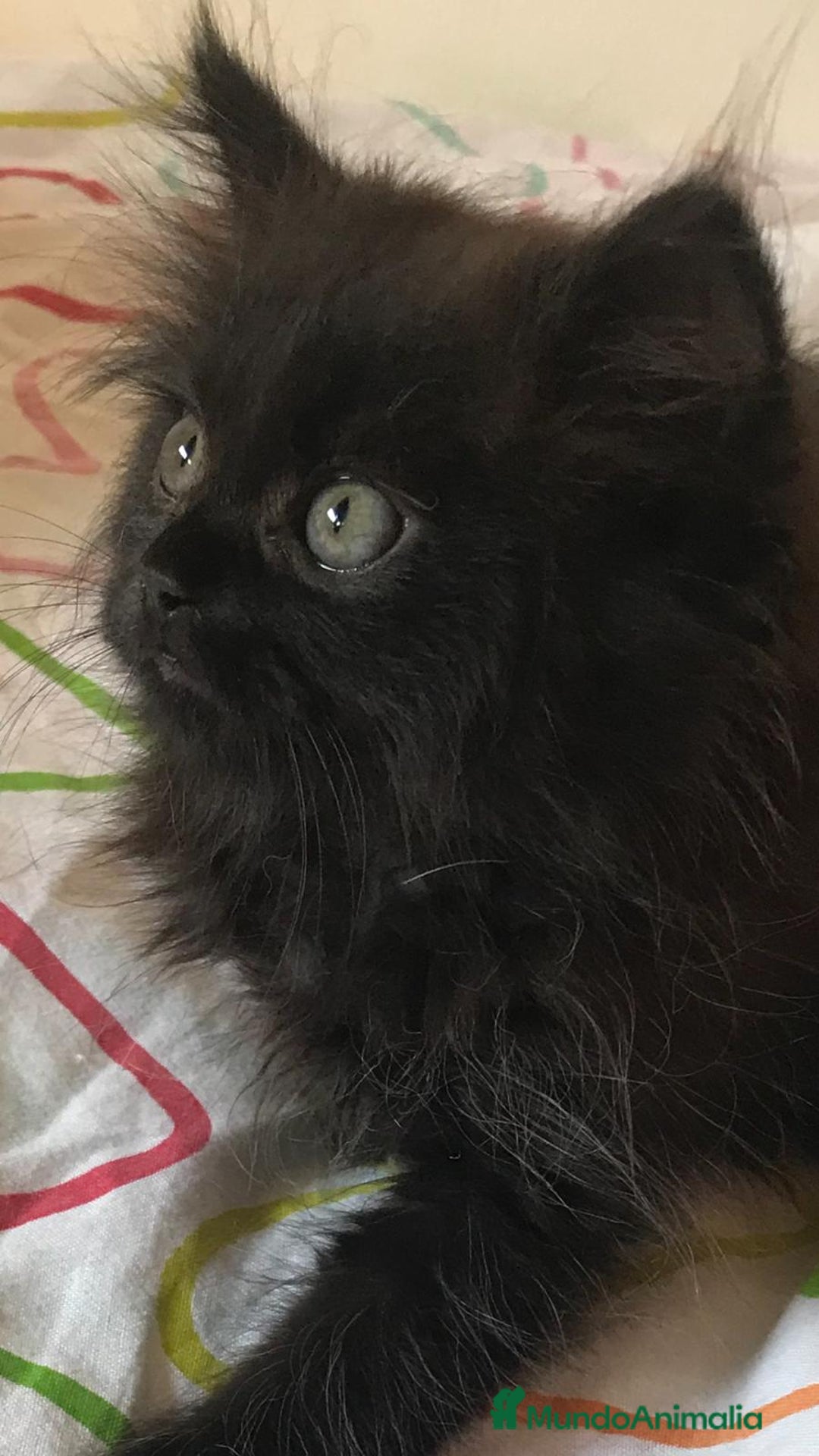 Persa gatos en venta: Persa en Valencia  - Imagen 5