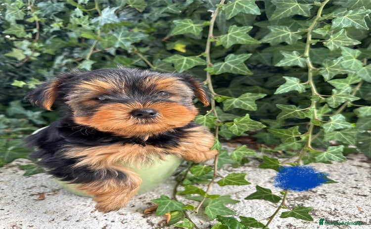 Yorkshire Terrier perros PEQUEÑITOS ADORABLES YORKSHIRE TOY - Anuncio 2