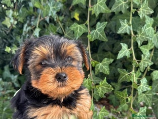 Yorkshire Terrier perros PEQUEÑITOS ADORABLES YORKSHIRE TOY - Anuncio 2