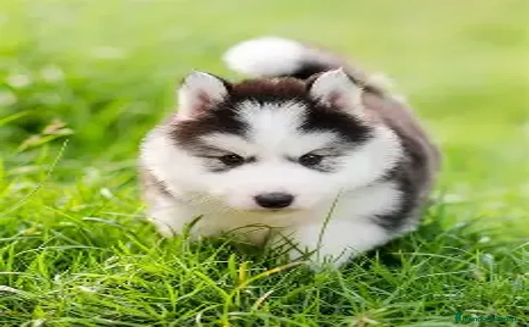 Husky Siberiano perros - Propaganda 2