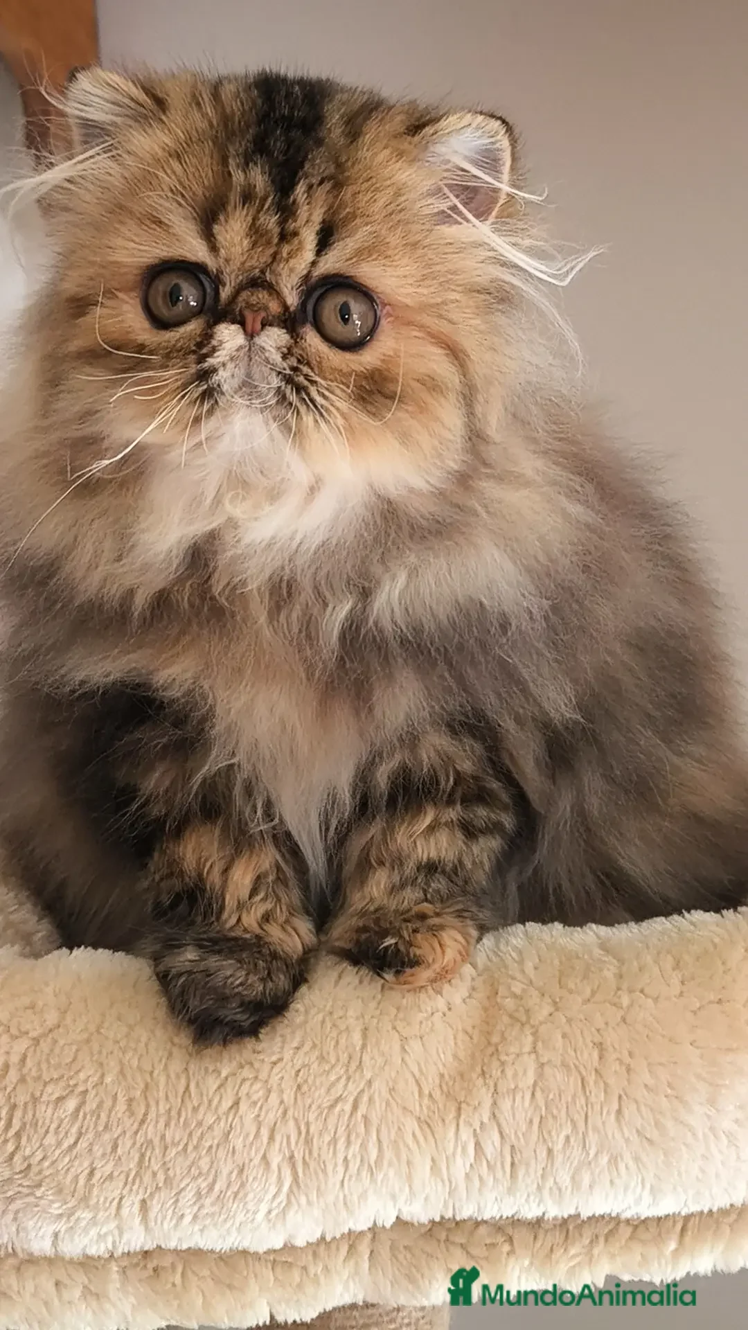 Exótico de Pelo Largo gatos en venta: Gatita exotica  - Anuncio 5