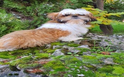 Shih Tzu perros en venta: Shih Tzu Macho 5 meses disponible  - Imagen 9