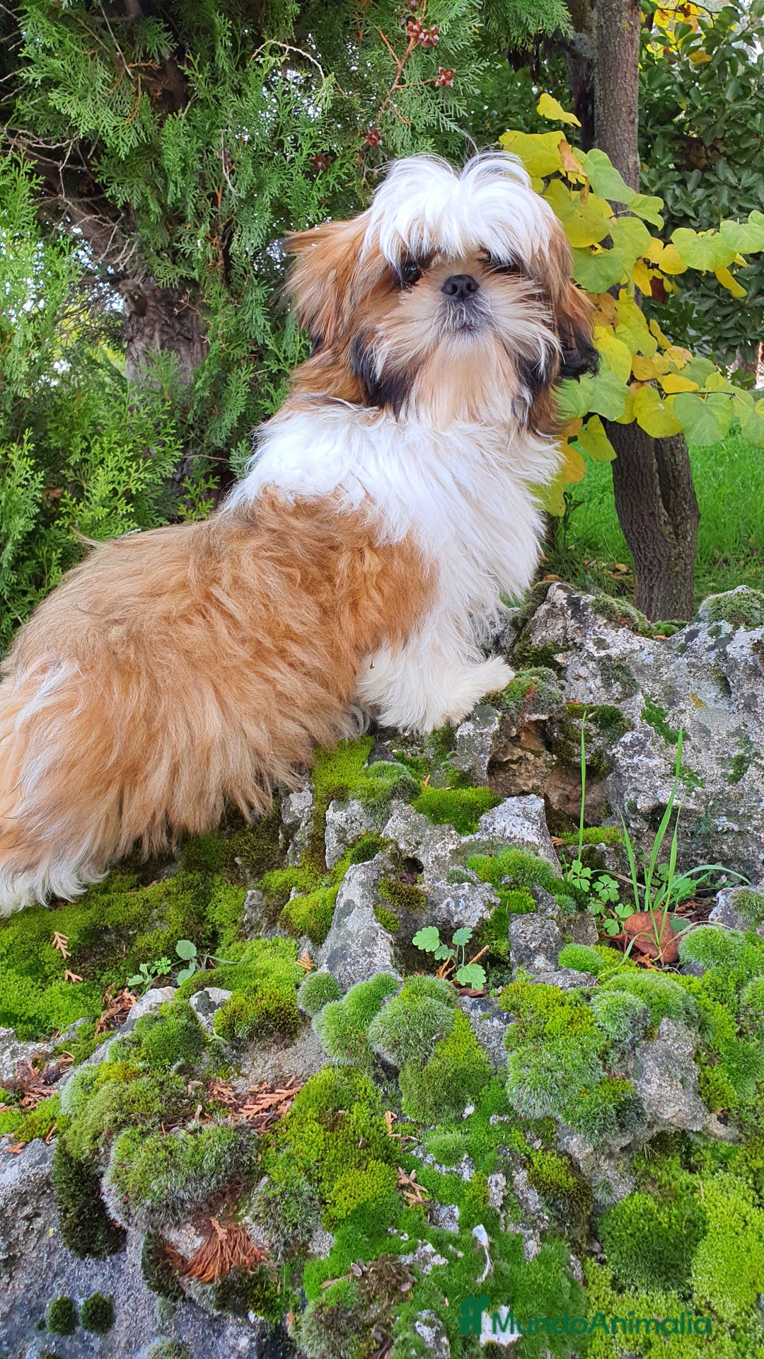 Shih Tzu perros en venta: Shih Tzu Macho 5 meses disponible  - Imagen 9