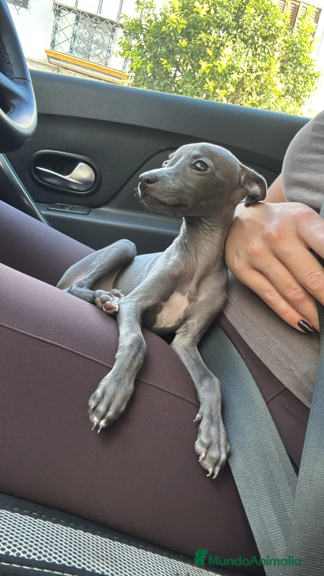 Pequeño Lebrel Italiano perros en venta: CACHORROS DE PICCOLO LEBRLE ITALIANO BLUE  - Anuncio 5