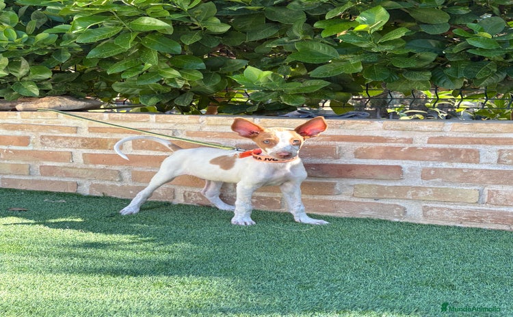 Podenco Ibicenco perros - Anuncio 1