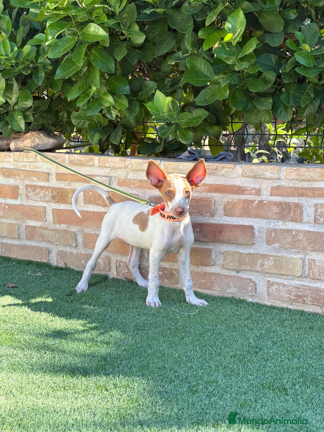 Podenco Ibicenco perros en venta: Cachorro podenco ibicenco  - Imagen 1