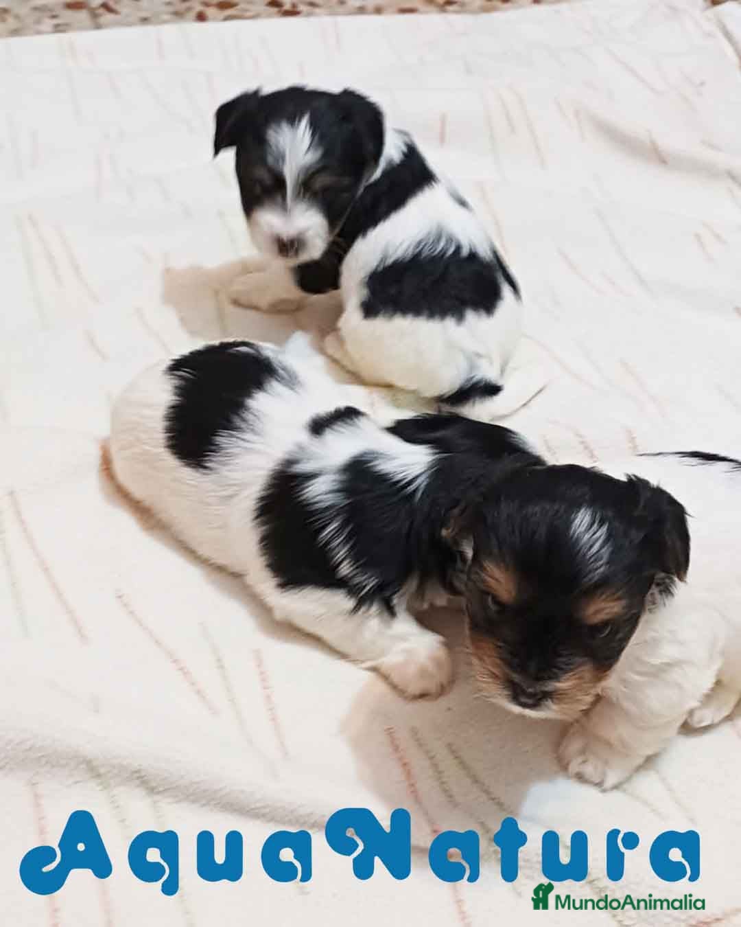 Biewer Yorkshire Terrier a la Pom Pon perros Camada Yorkshire Biewer - AQUANATURA en Barcelona - Anuncio 2