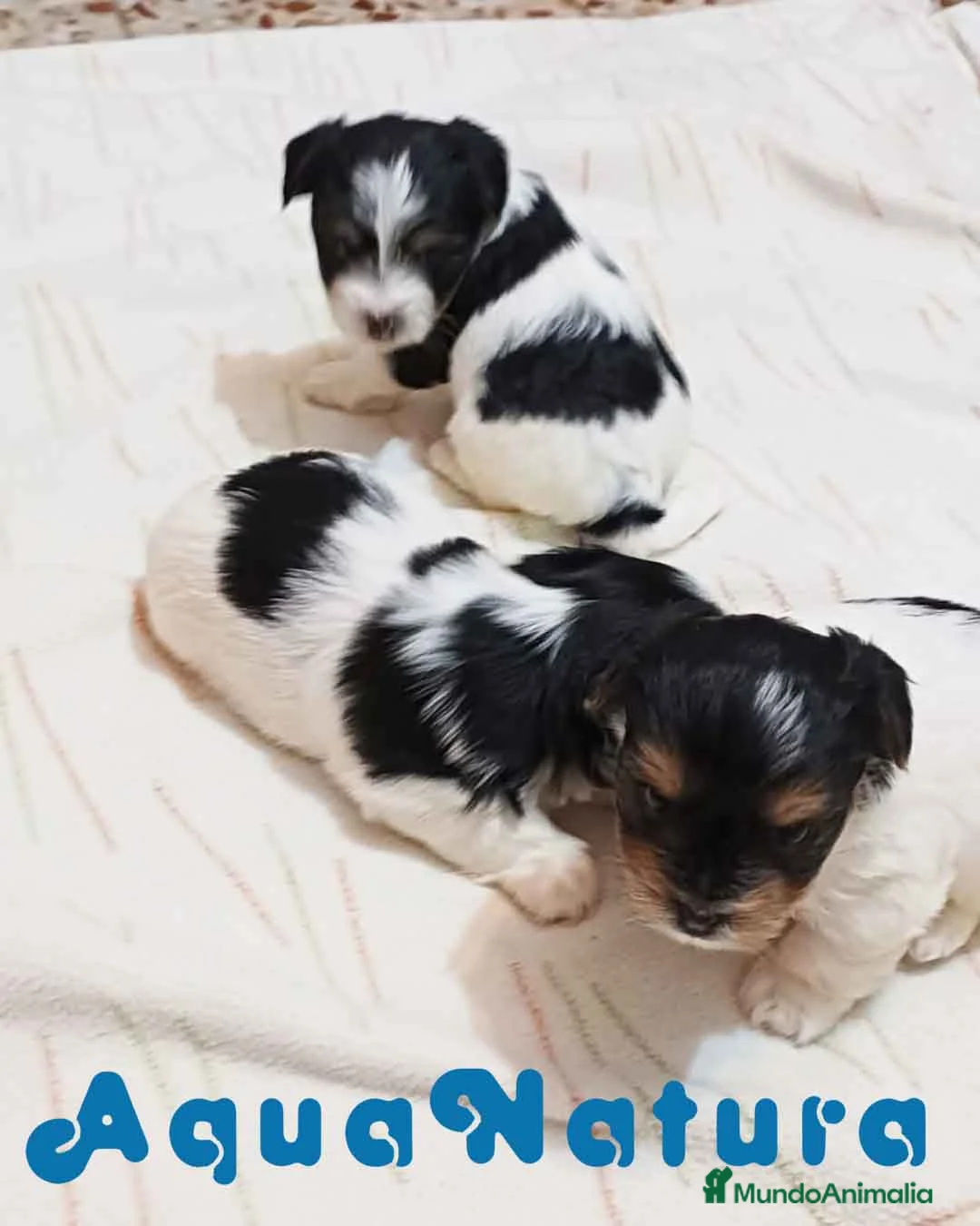 Biewer Yorkshire Terrier a la Pom Pon perros en venta: Camada Yorkshire Biewer - AQUANATURA en Barcelona - Anuncio 2