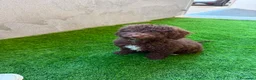 Perro de Agua Español perros en venta: PERRO DE AGUA - HEMBRA  en Cáceres - Anuncio 1