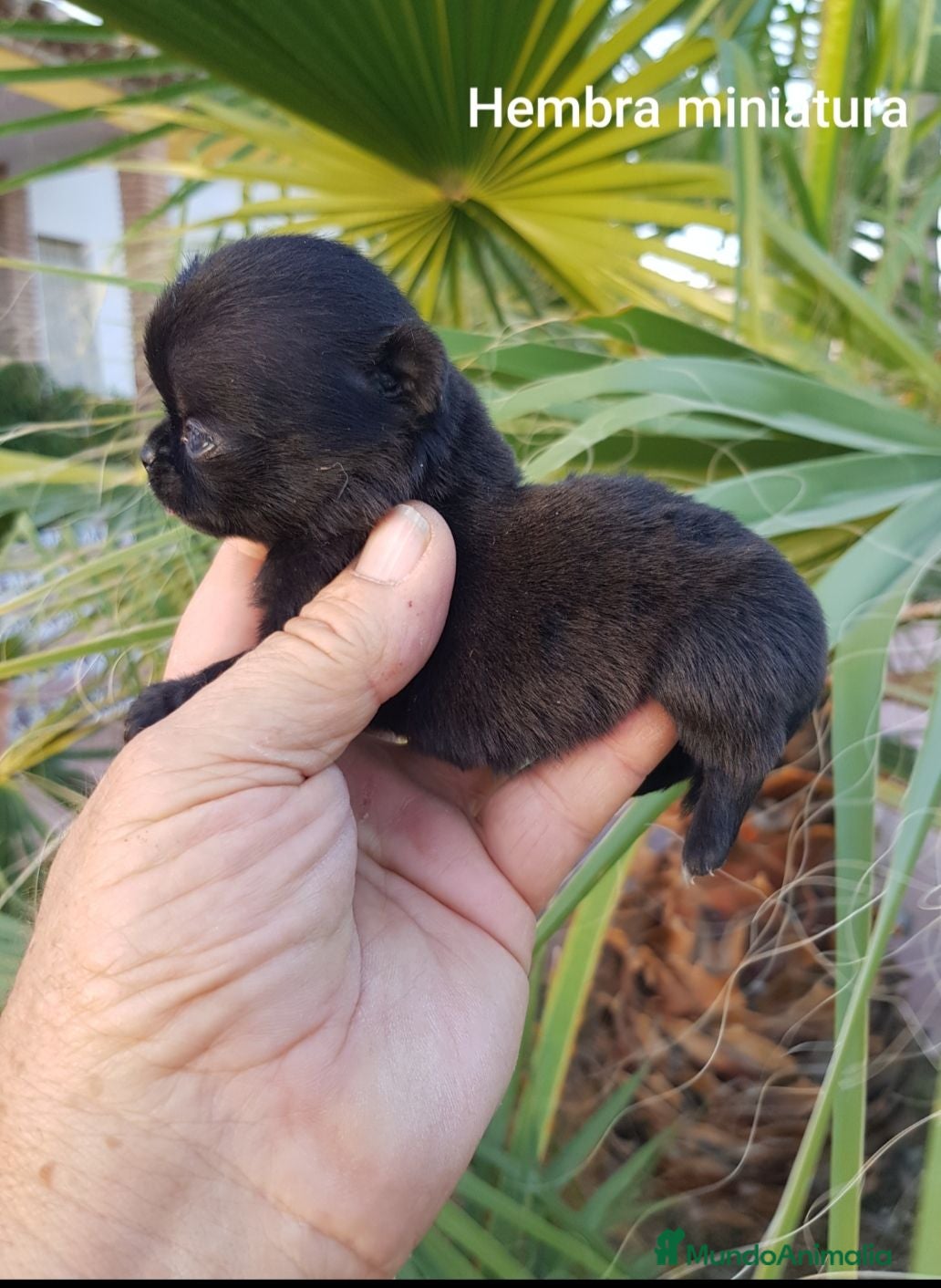 Chihuahua perros Exclusivos cachorros de chihuahua - Anuncio 11