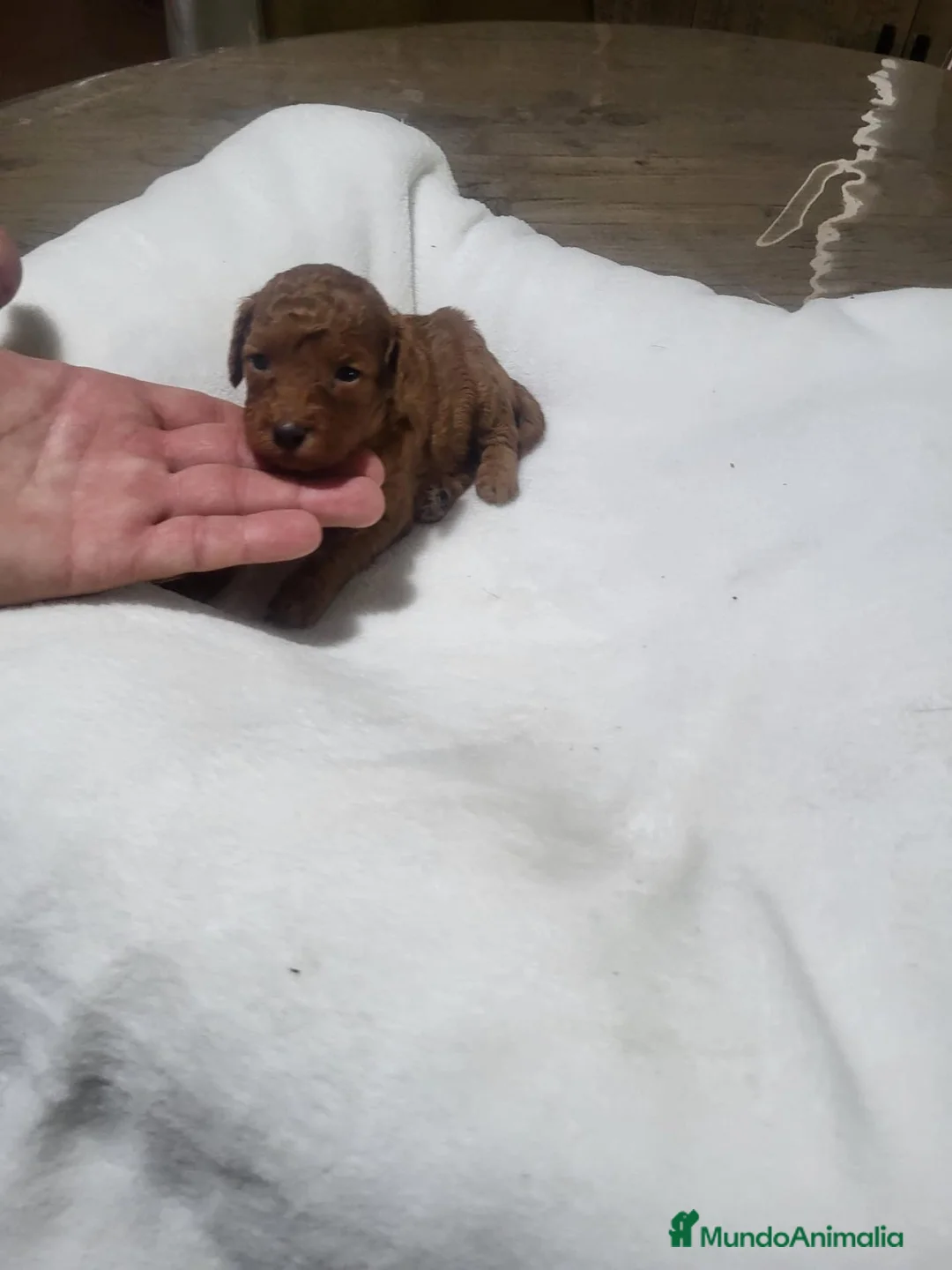 Raza Mixta perros en venta: Caniches - Anuncio 2