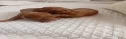 Raza Mixta perros en venta: Caniches  - Anuncio 8