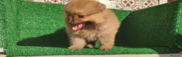 Pomerania perros en venta: Pomerania  - Anuncio 18
